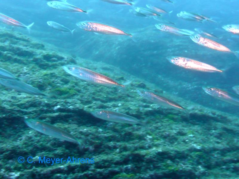 Atlantische Bastardmakrele