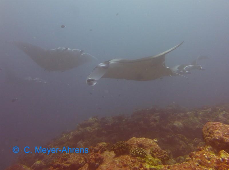 Mantarochen
