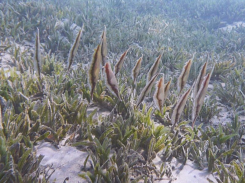 gepunkteter-Schnepfenmesserfisch