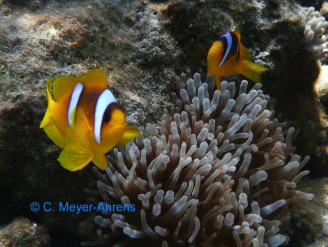 Anemonenfisch