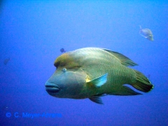 Napoleonfisch
