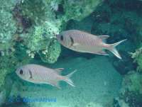 Soldatenfisch
